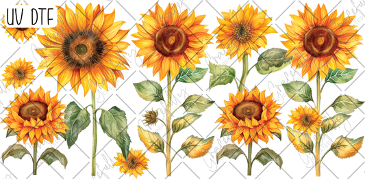 UVD93 Sunflowers